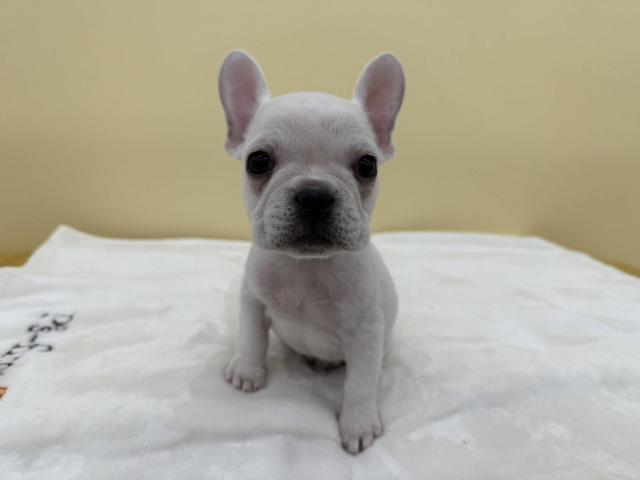 埼玉県のフレンチブルドッグ (NICO PET さいたま新都心店/2025年10月15日生まれ/男の子/クリーム)の子犬の2枚目の画像