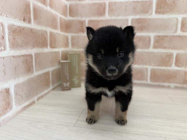 埼玉県の柴犬(標準サイズ) (NICO PET さいたま新都心店/2025年10月25日生まれ/男の子/ブラック)の子犬