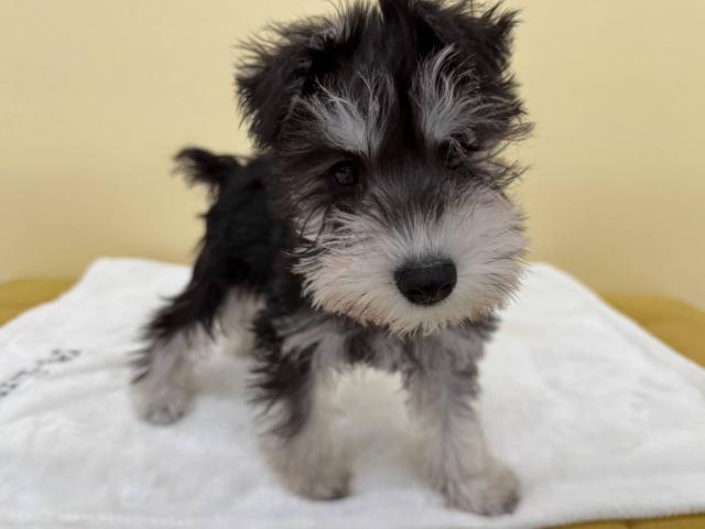 ミニチュアシュナウザー