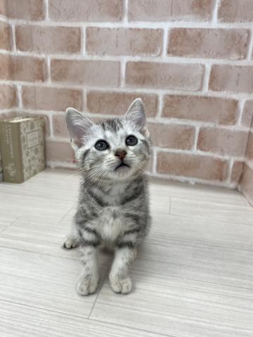 アメリカンショートヘアー