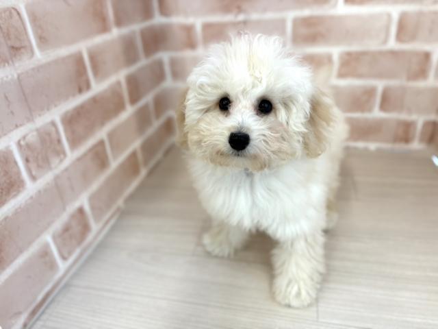 埼玉県のトイプードル(トイ) (NICO PET さいたま新都心店/2025年9月12日生まれ/女の子/クリーム)の子犬