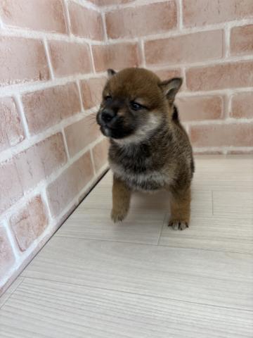 埼玉県の豆柴 (NICO PET さいたま新都心店/2025年10月18日生まれ/男の子/レッド)の子犬の2枚目の画像