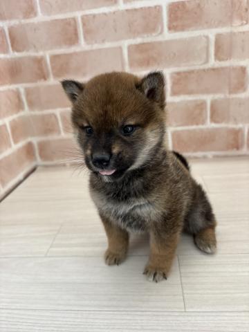 埼玉県の豆柴 (NICO PET さいたま新都心店/2025年10月18日生まれ/男の子/レッド)の子犬の3枚目の画像