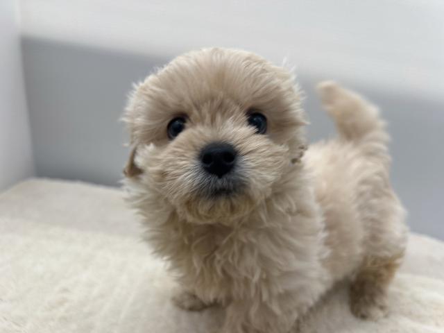 新潟県のMIXぺキニーズ×トイプードル (ペットアミ 新潟西店/2025年10月25日生まれ/男の子/その他色)の子犬の2枚目の画像