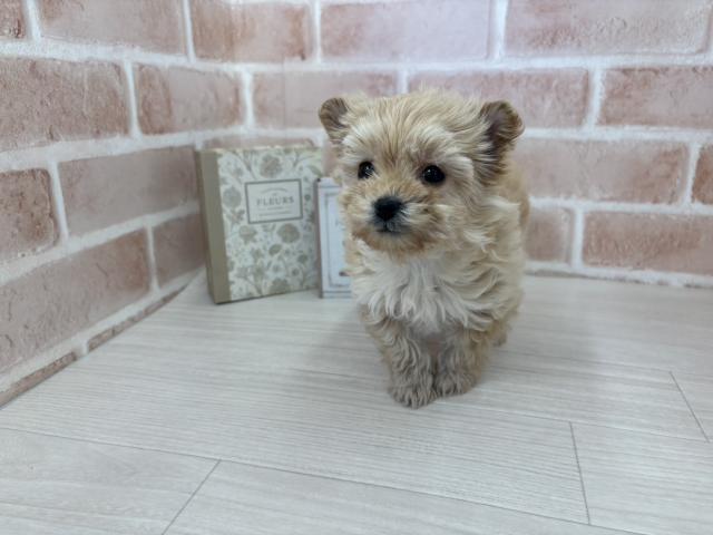 埼玉県のハーフ犬・ミックス犬 (NICO PET さいたま新都心店/2025年11月5日生まれ/男の子/アプリコット)の子犬