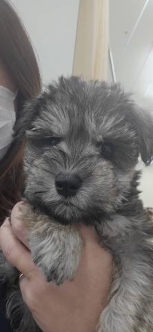 ミニチュアシュナウザー