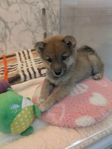 埼玉県の豆柴 (NICO PET 三郷店/2025年10月24日生まれ/男の子/レッド)の子犬の1枚目の画像