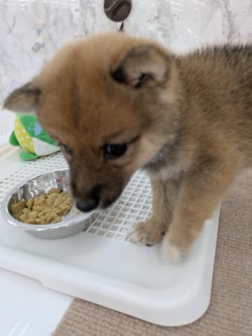 埼玉県の豆柴 (NICO PET 三郷店/2025年10月24日生まれ/男の子/レッド)の子犬の2枚目の画像