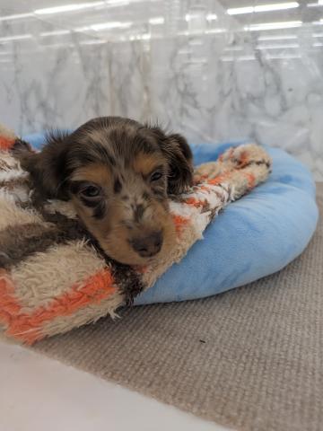 ミニチュアダックスフンド