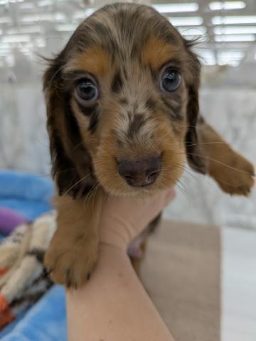 ミニチュアダックスフンド