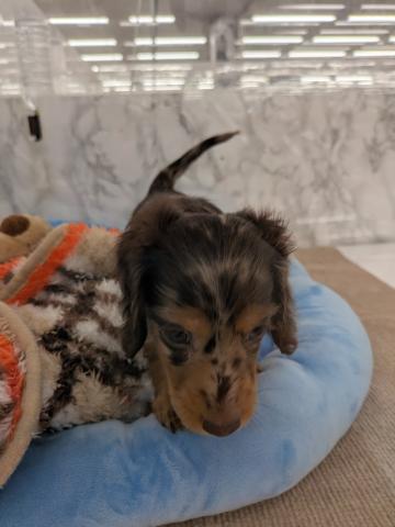 ミニチュアダックスフンド