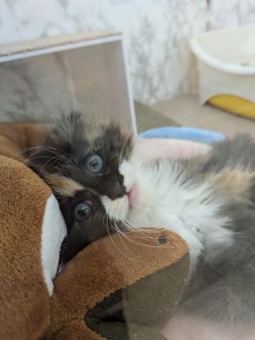 スコティッシュフォールド