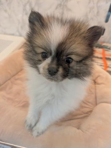 MIXポメラニアン×日本スピッツ