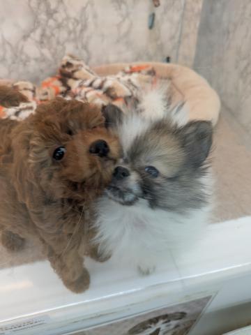 MIXポメラニアン×日本スピッツ