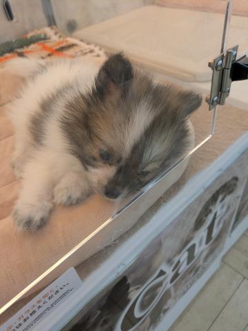 MIXポメラニアン×日本スピッツ