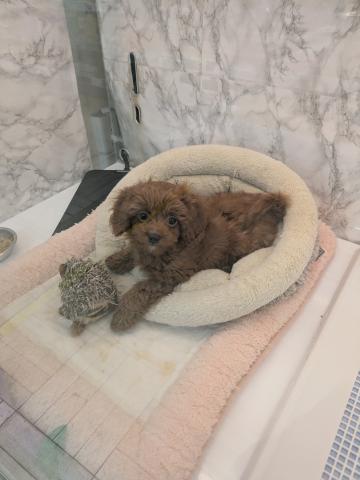 MIXキャバリア×トイプードル