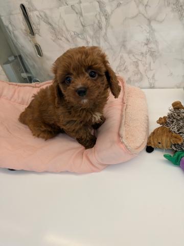 MIXキャバリア×トイプードル