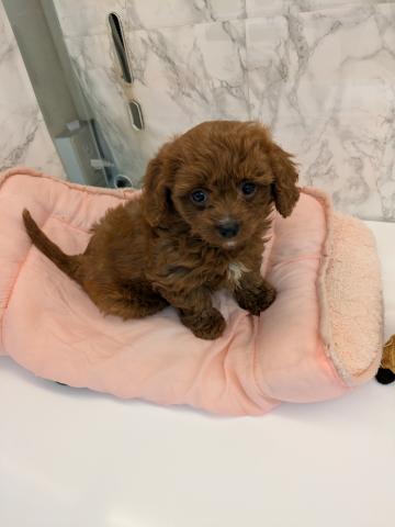 MIXキャバリア×トイプードル