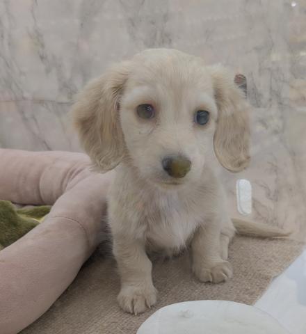 ミニチュアダックスフンド