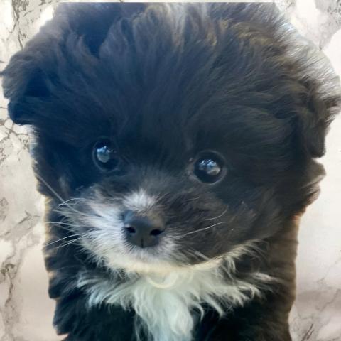 埼玉県のチワプー/プーチー(チワワ×プードル) (NICO PET 三郷店/2025年10月25日生まれ/男の子/ブラックホワイト)の子犬の1枚目の画像