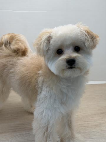 トイプードル×ポメラニアン