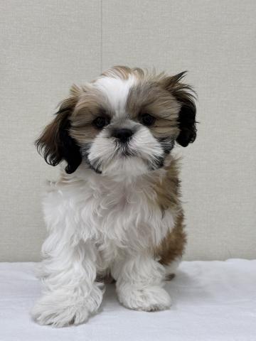 富山県のシーズー (ペットアミ宮野店/2025年9月20日生まれ/男の子/ホワイトゴールド)の子犬の1枚目の画像