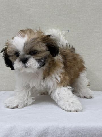 富山県のシーズー (ペットアミ宮野店/2025年9月20日生まれ/男の子/ホワイトゴールド)の子犬の2枚目の画像