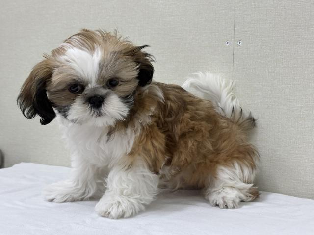 富山県のシーズー (ペットアミ宮野店/2025年9月20日生まれ/男の子/ホワイトゴールド)の子犬の3枚目の画像