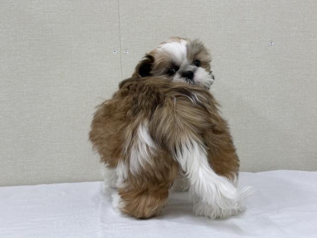 富山県のシーズー (ペットアミ宮野店/2025年9月20日生まれ/男の子/ホワイトゴールド)の子犬の4枚目の画像