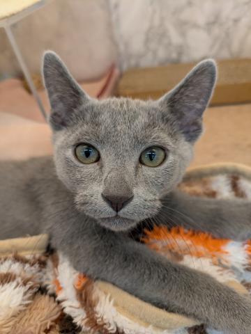 ロシアンブルー