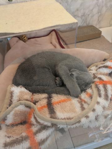 ロシアンブルー