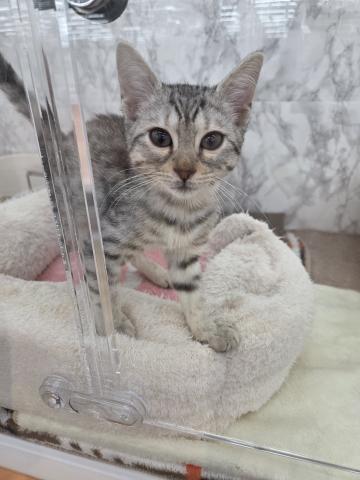 埼玉県のエジプシャンマウ (NICO PET 三郷店/2025年10月25日生まれ/女の子/シルバー)の子猫の1枚目の画像