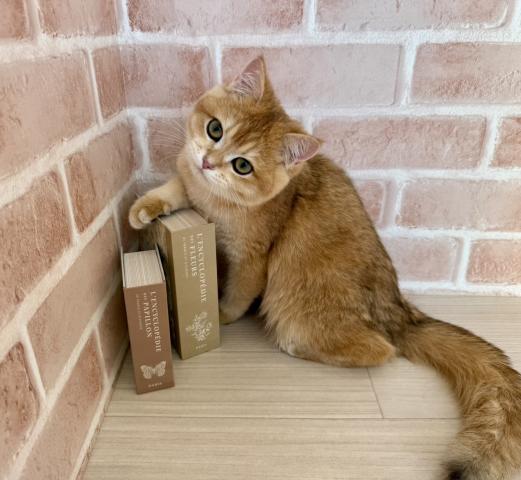 ブリティッシュショートヘアー