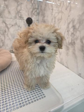 MIXトイプードルビション