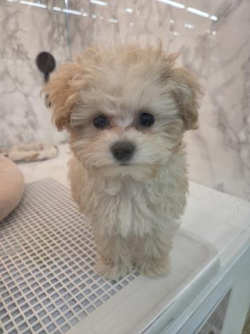 MIXトイプードルビション