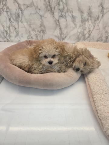 MIXトイプードルビション