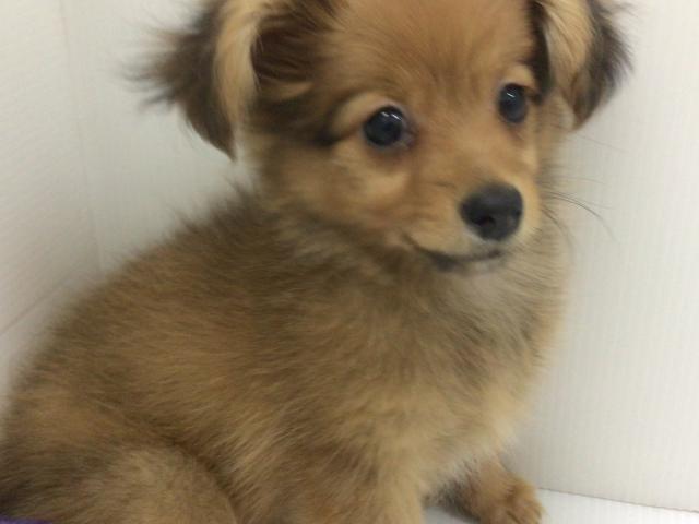 千葉県のハーフ犬・ミックス犬 (ペットアミ 館山店/2025年10月4日生まれ/女の子/オレンジ)の子犬の1枚目の画像