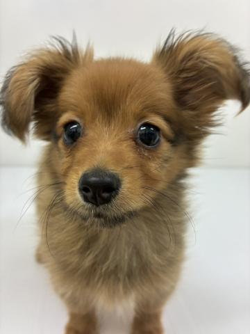 千葉県のハーフ犬・ミックス犬 (ペットアミ 館山店/2025年10月4日生まれ/女の子/オレンジ)の子犬の3枚目の画像