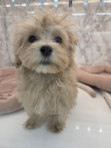 MIXマルチーズトイプードル