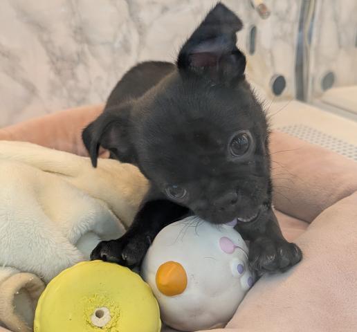 MIXチワワ×パグ