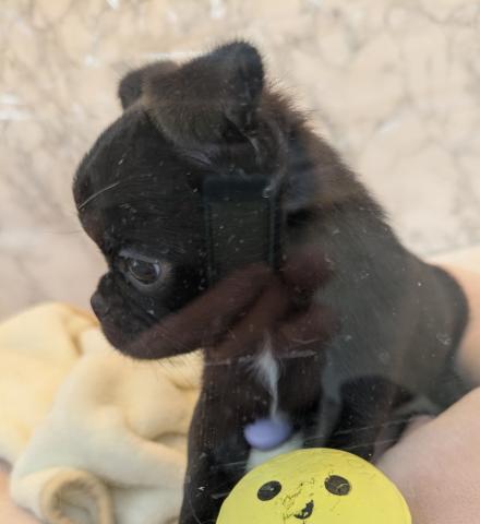 MIXチワワ×パグ