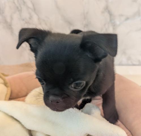 MIXチワワ×パグ