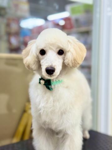 MIX(トイプードル×マルチーズ)