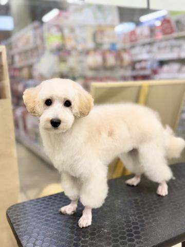 新潟県のマルプー(マルチーズ×プードル) (ペットアミ 柏崎店/2025年4月25日生まれ/男の子/アプリコット)の子犬の3枚目の画像