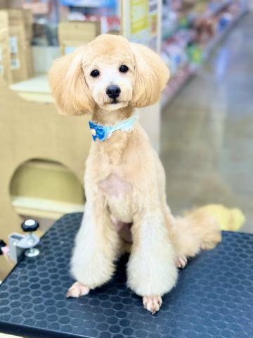 MIX(トイプードル×マルプー)