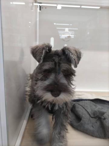 ミニチュアシュナウザー