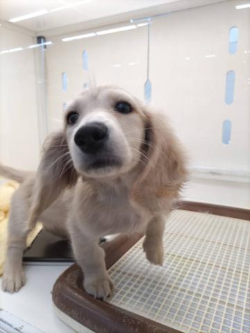 ミニチュアダックスフンド