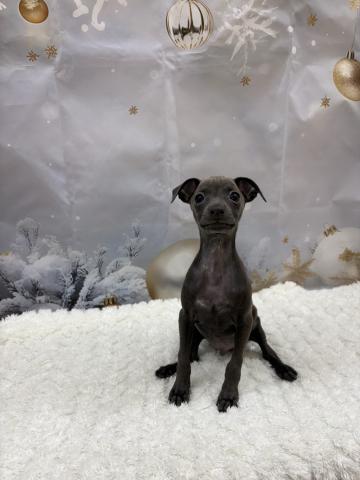 イタリアングレーハウンド