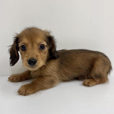 ミニチュアダックスフンド