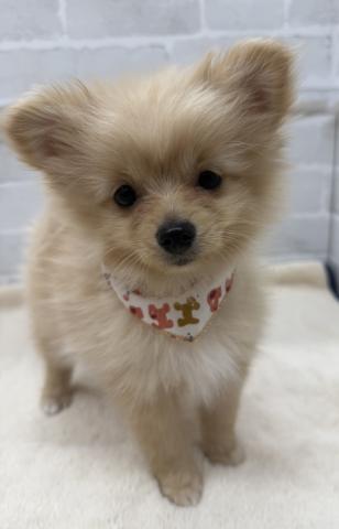 三重県のポメラニアン (ペットアミ 松阪店/2025年10月26日生まれ/女の子/クリーム)の子犬の1枚目の画像